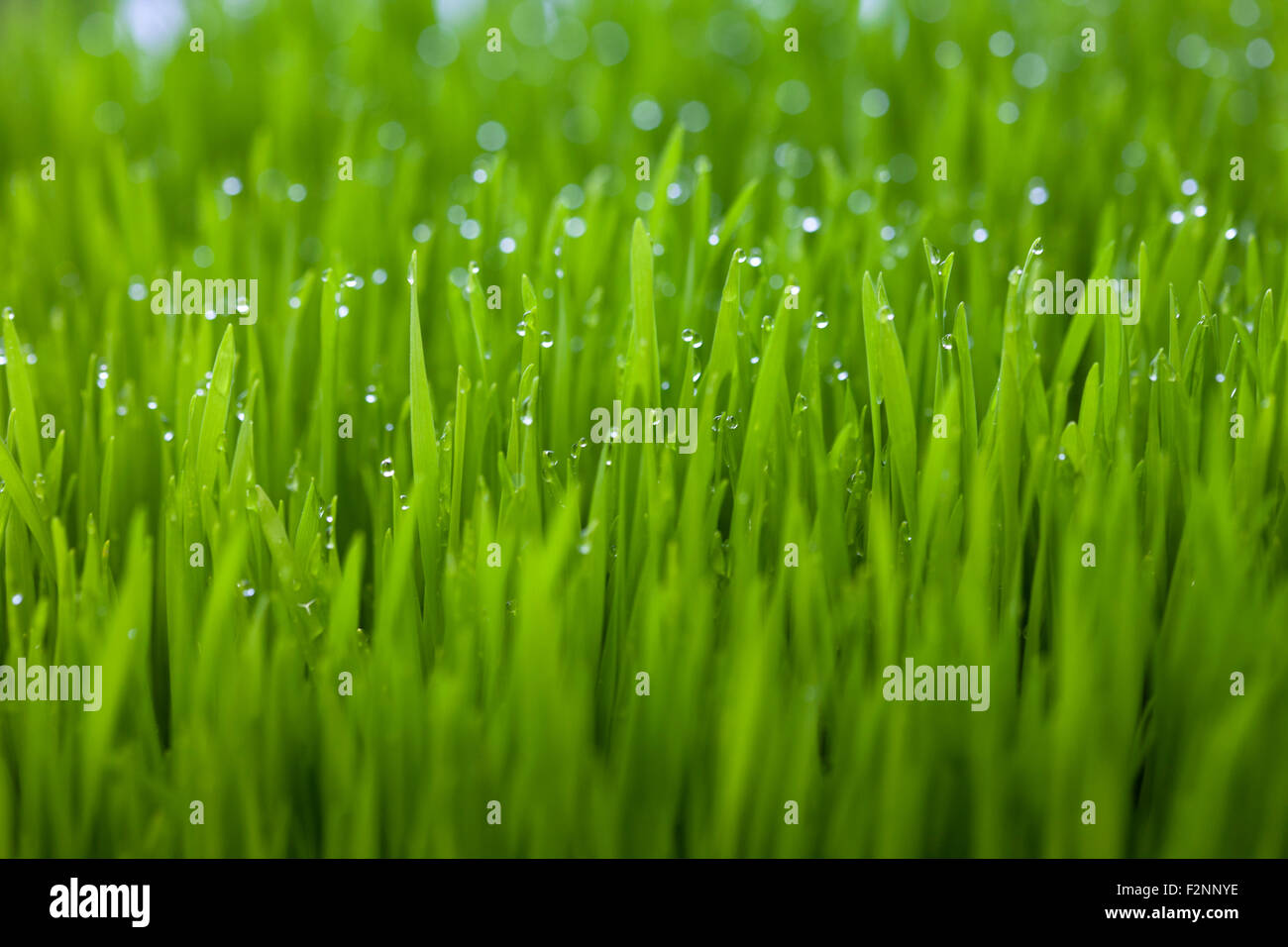 Nahaufnahme von Tröpfchen Tau auf dem Rasen Stockfoto