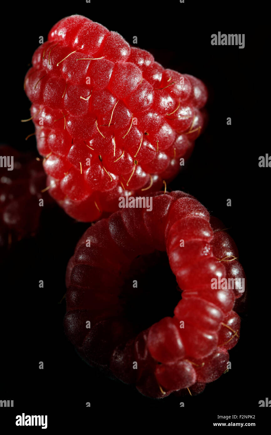 Himbeeren-close-up auf schwarzem Hintergrund Stockfoto