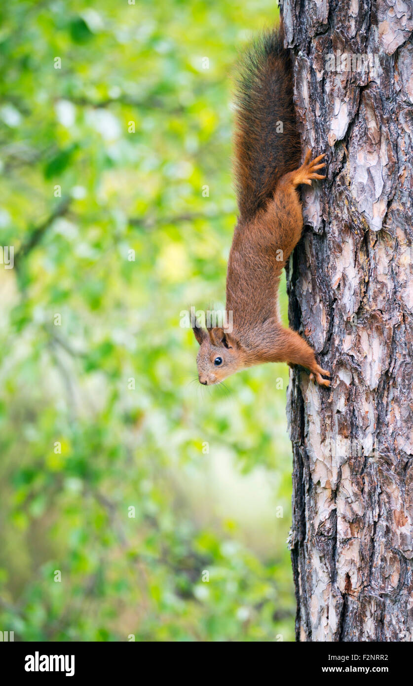 Eichhörnchen Stockfoto