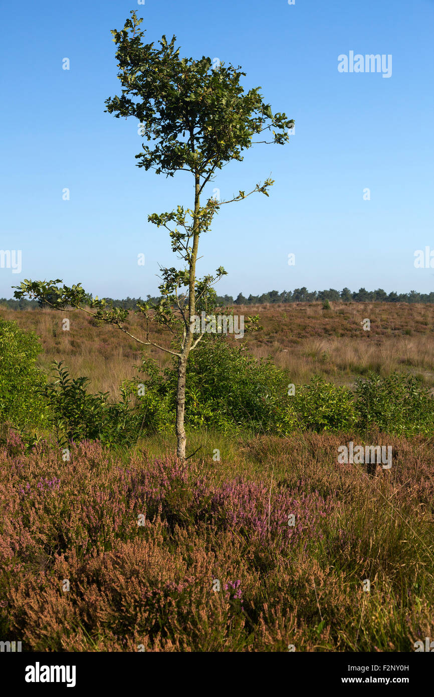 Einsame junge Eiche in Heide zu reservieren, Kalmthoutse Heide, Kalmthout, Flandern, Belgien Stockfoto