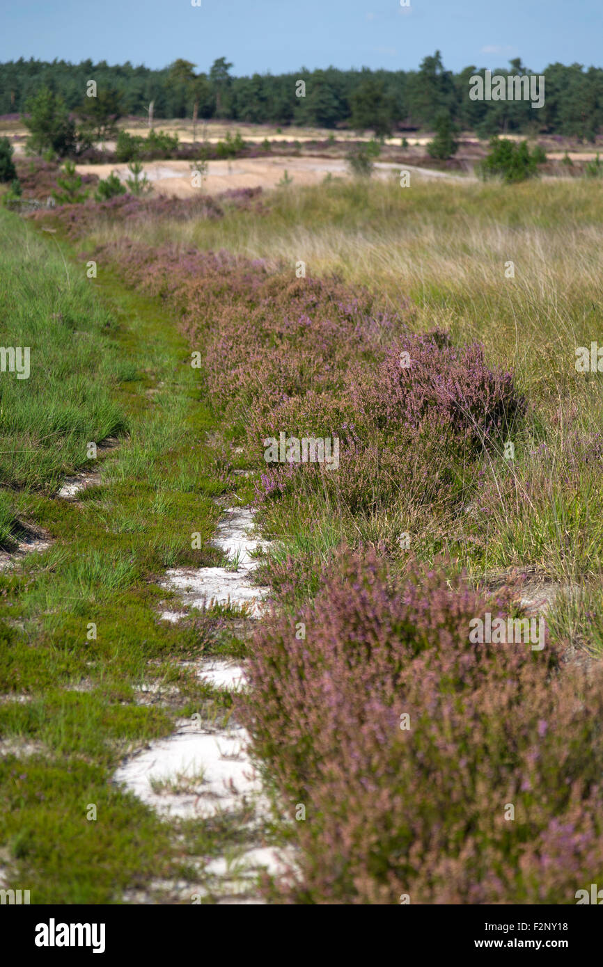 Strecke gesäumt von Heide in Heide Naturschutzgebiet Kalmthoutse Heide, Kalmthout, Flandern, Belgien Stockfoto