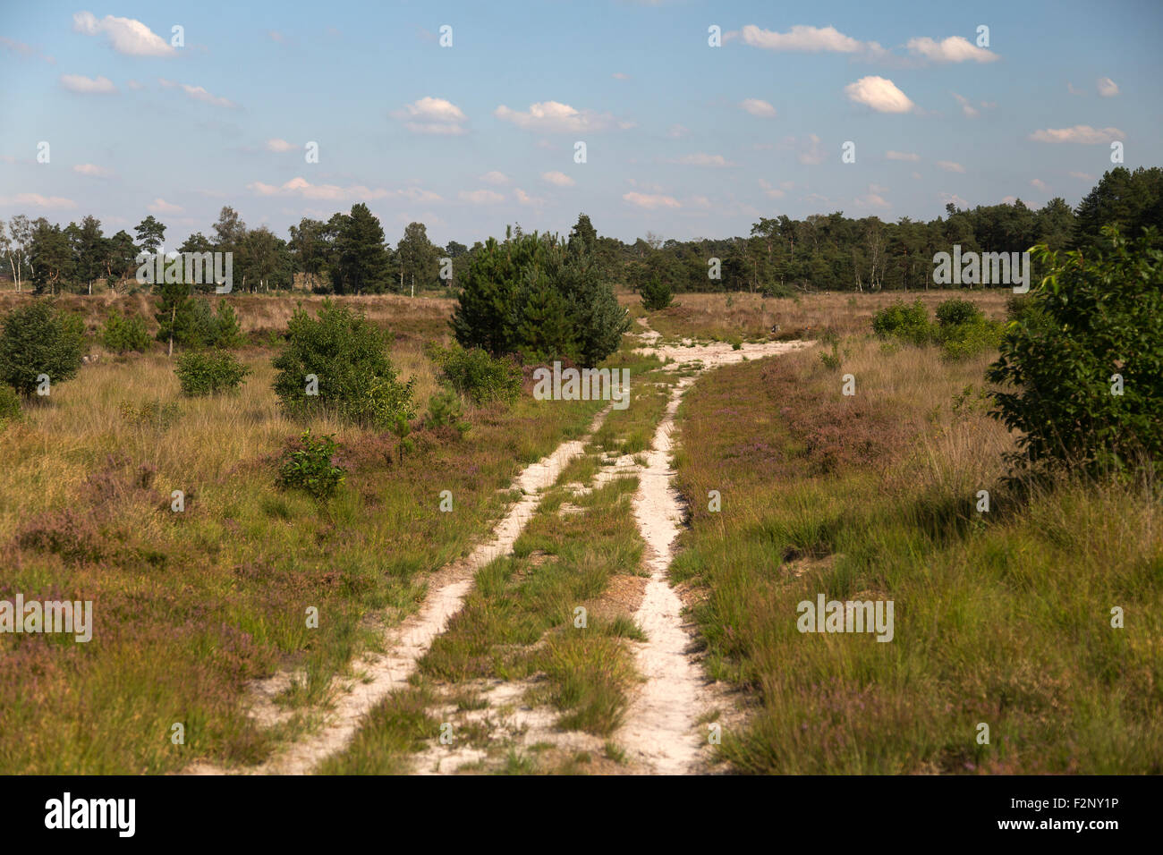 Sandy Track in Heide reservieren Kalmthoutse Heide, Kalmthout, Flandern, Belgien Stockfoto