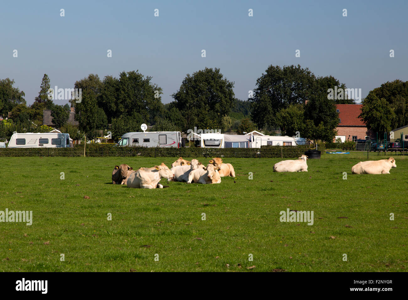 Niederländische Camping auf dem Bauernhof, Woensdrecht, Nord-Brabant, Niederlande Stockfoto