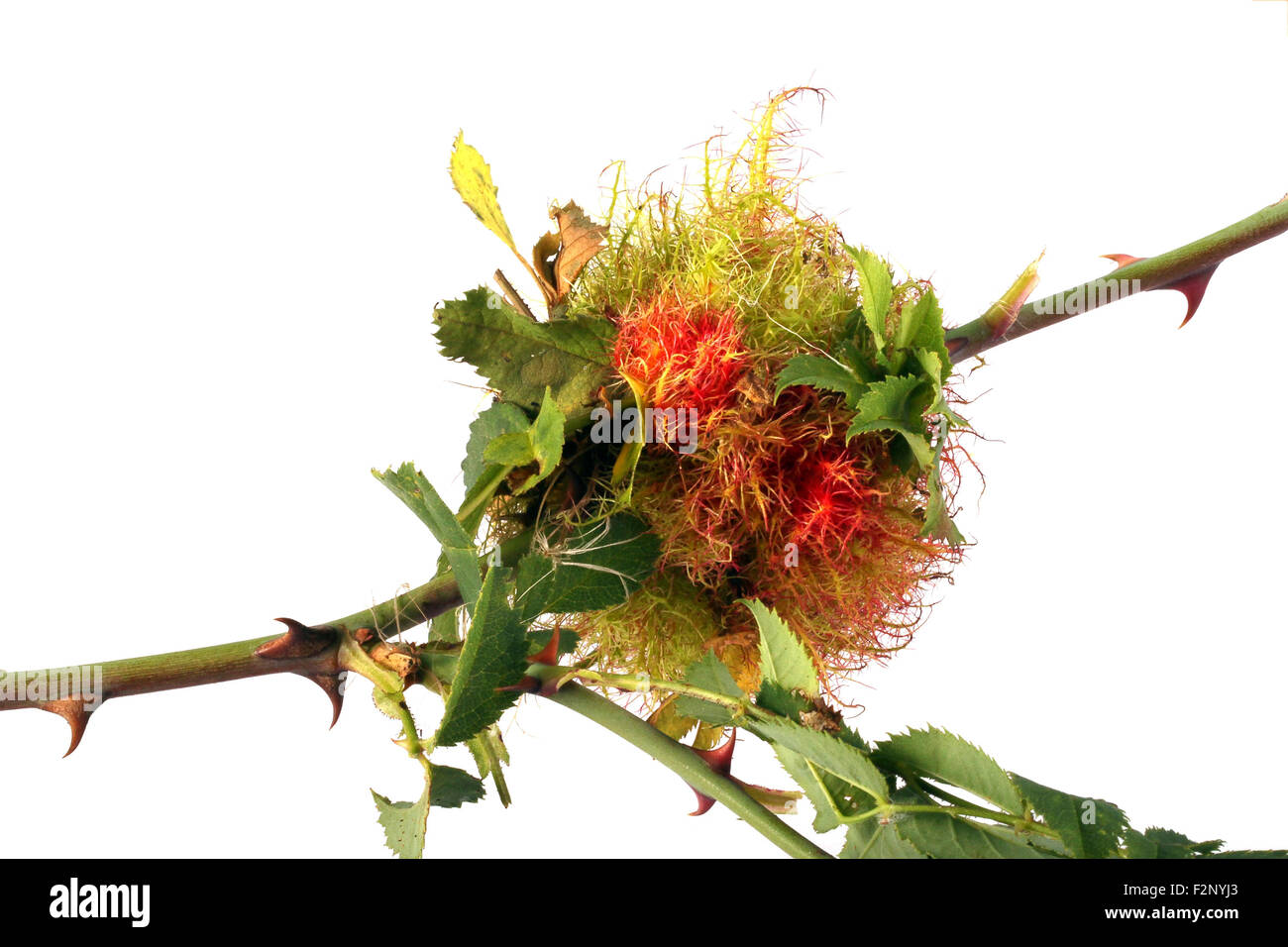 Gall für Winterschutz von einer Rose Stamm Gall Wespe gemacht. Es ist etwa so groß wie ein Golfball. Stockfoto