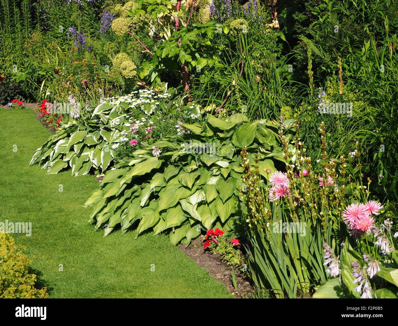 Schöne frische Frühlingsluft Grenze Pflanzen im Chenies Manor versunkene Garten Anfang Juni; Hostaas und Dahlien, rosa, grün, bunt. Stockfoto