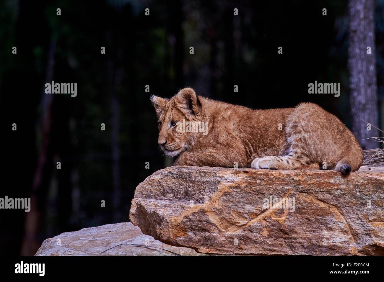 African Lion Cub thront auf einem Felsen Stockfoto