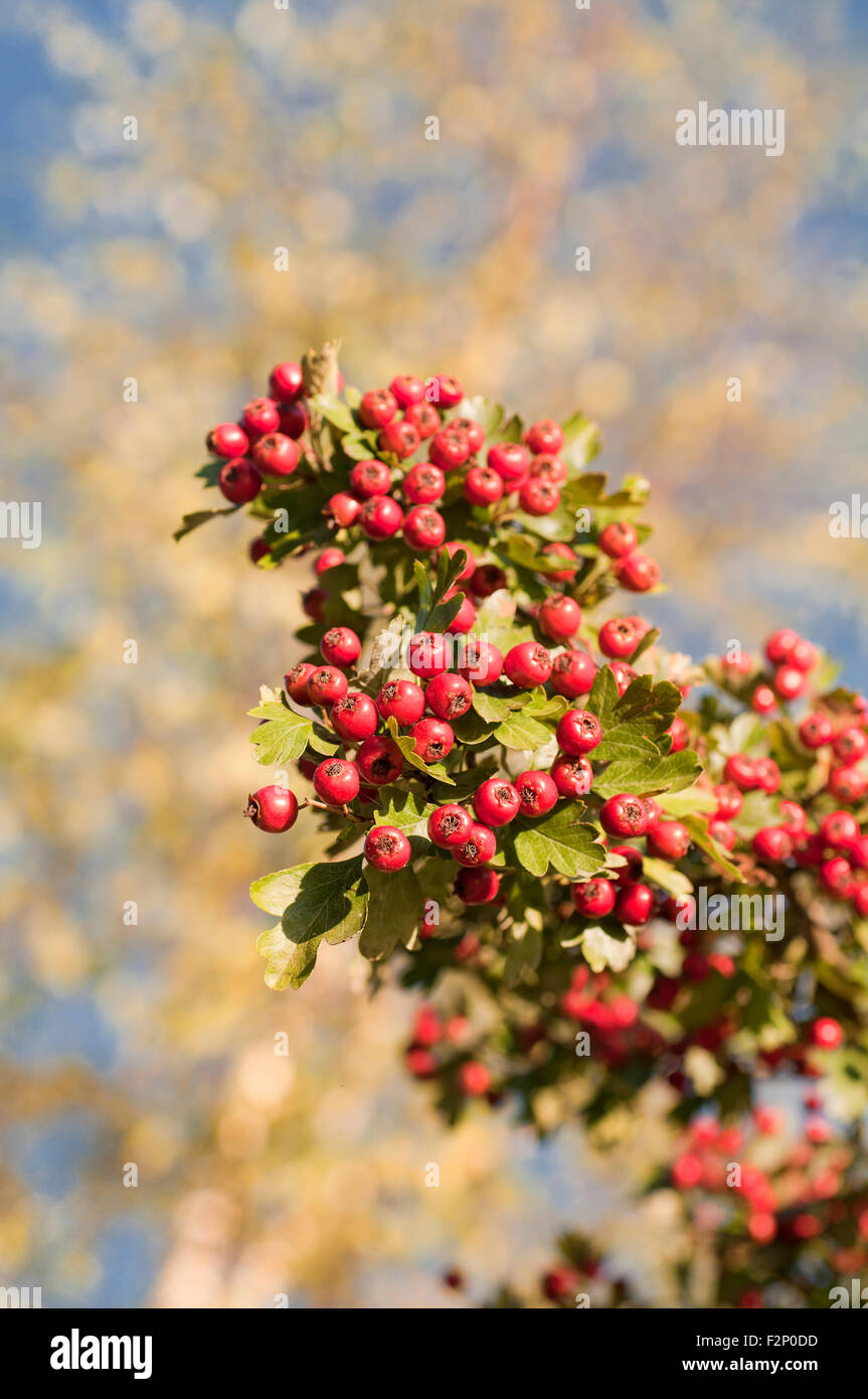 Porträt von Weißdorn Baum Mayflower, Crataegus Monogyna. Stockfoto