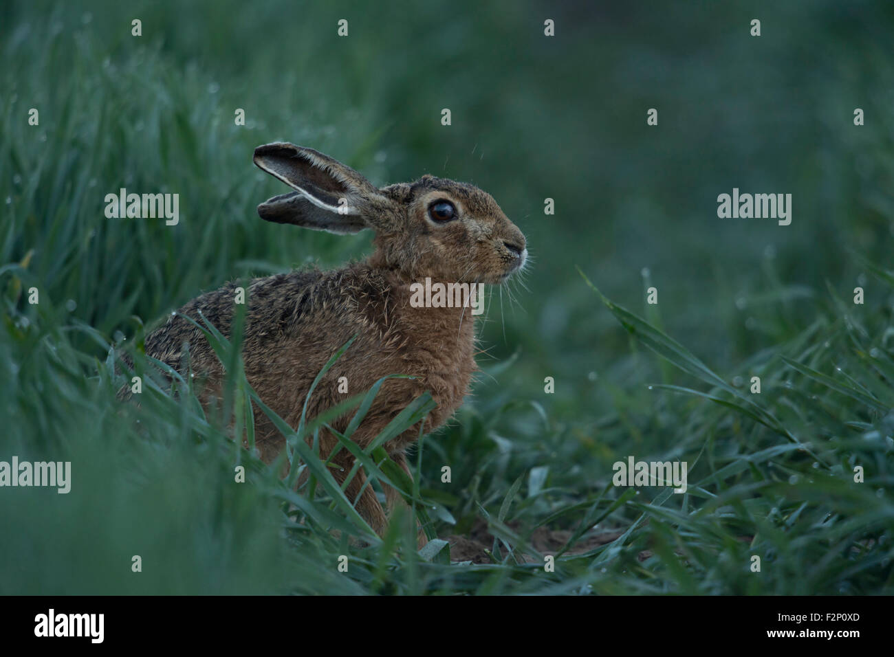 Schüchtern braune Hare / Europäische Hasen / grass Feldhase (Lepus Europaeus) sitzt in einem nassen grünen Mais-Feld in der Dämmerung vor Sonnenaufgang. Stockfoto
