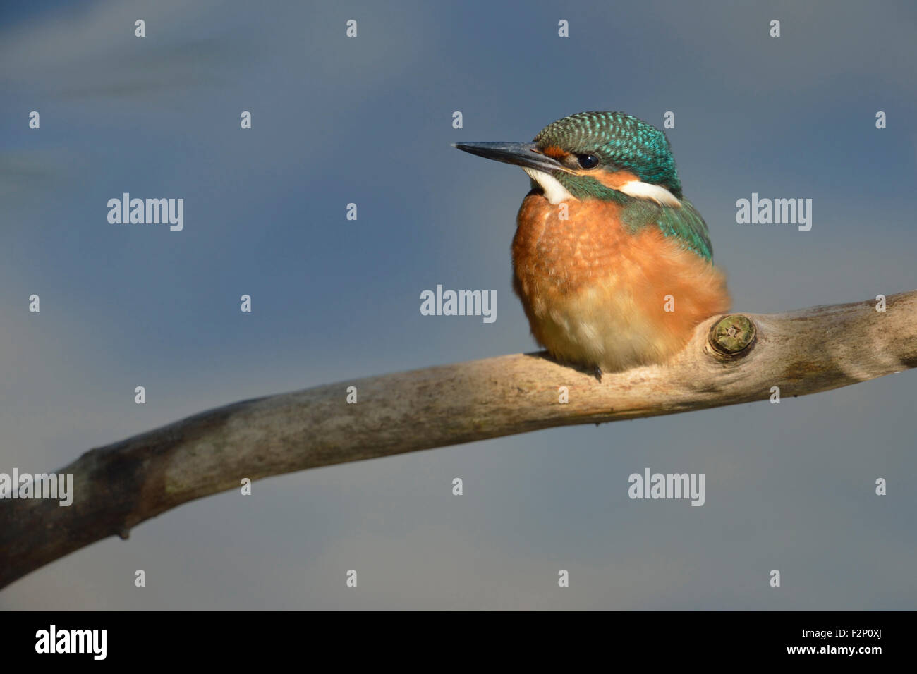 Niedliche Eisvogel / Kingfisher / Eisvogel (Alcedo Atthis) sitzen in einem Scheinwerfer vor nettes blauen Hintergrund. Stockfoto