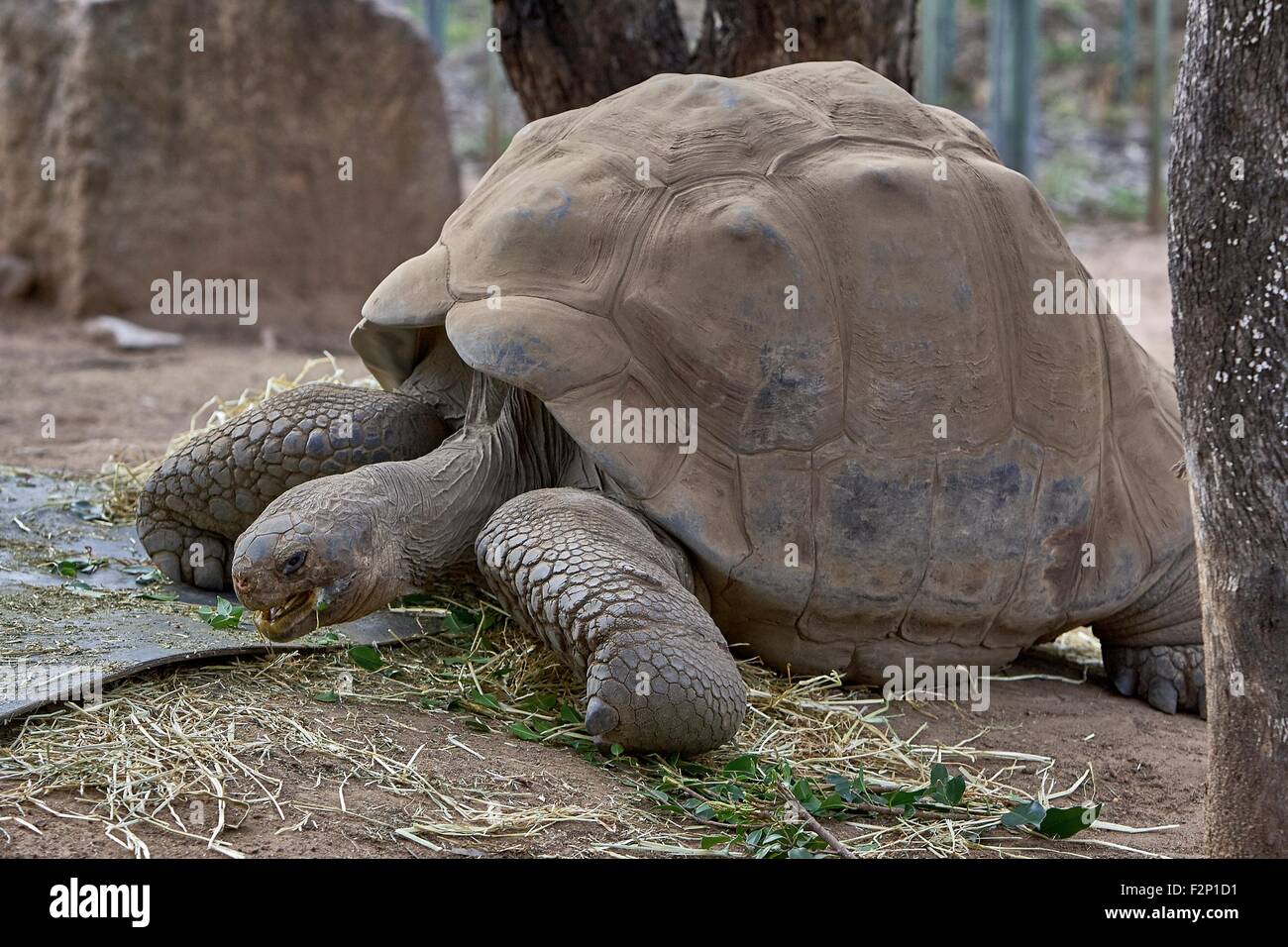 Die Galápagos-Riesenschildkröte (Chelonoidis nigra) ist die größte lebende Art der Schildkröte und kann ohne zu essen oder zu trinken für etwa ein Jahr. Stockfoto