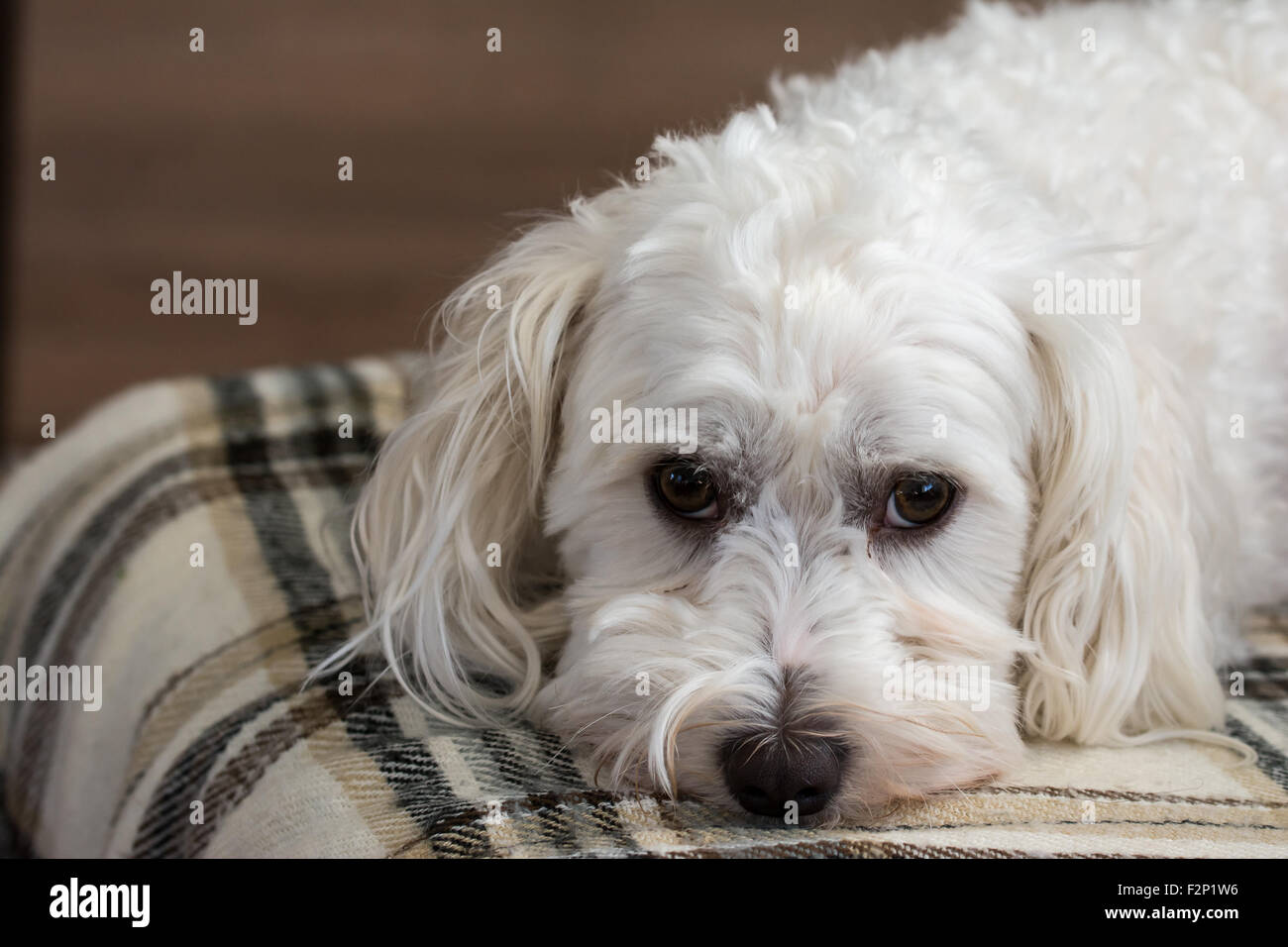 Niedliche Maltezer Hund auf Teppich Verlegen Stockfoto