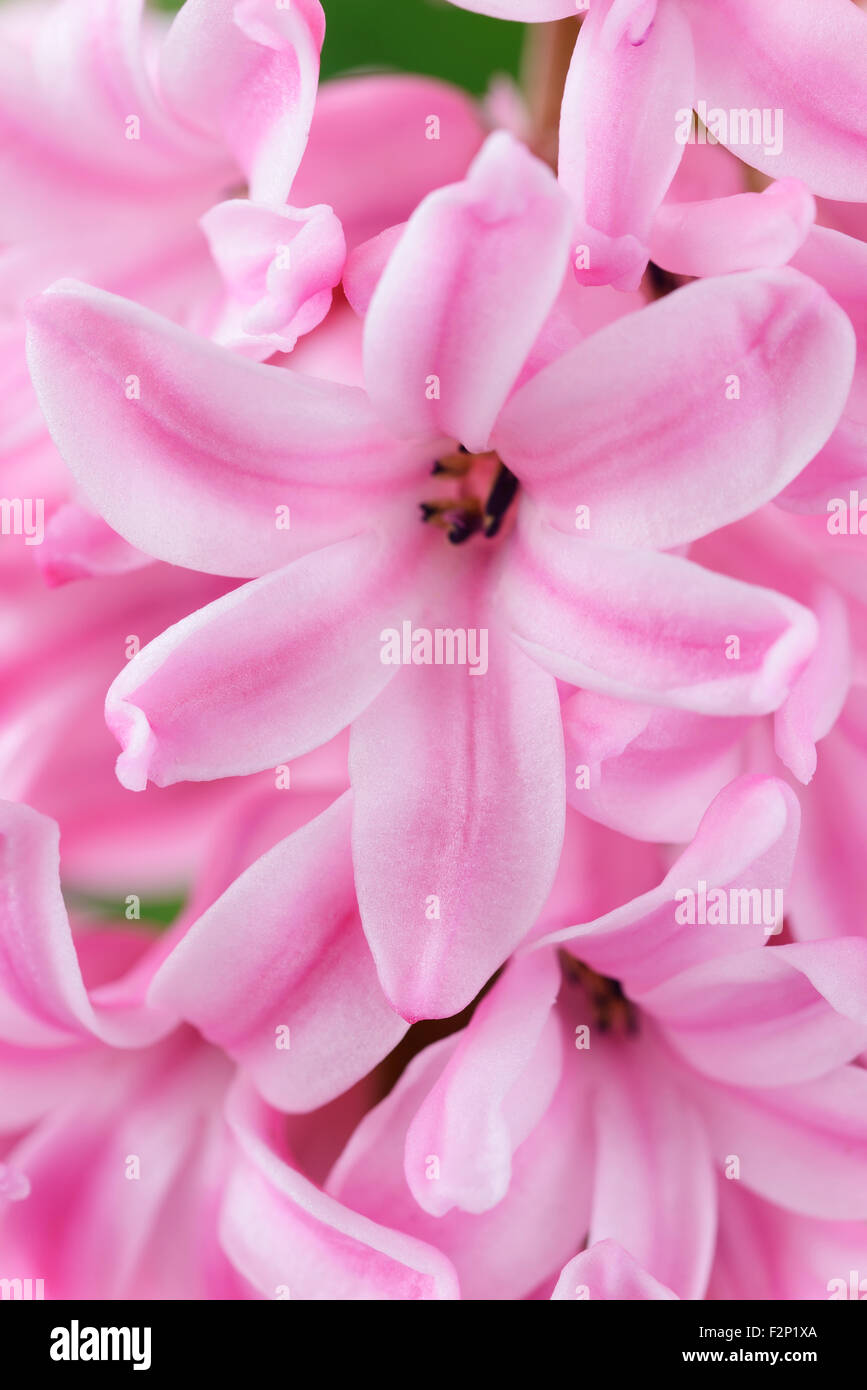 Hyacinthus Orientalis "Pink Surprise" Hyacinth März Stockfoto