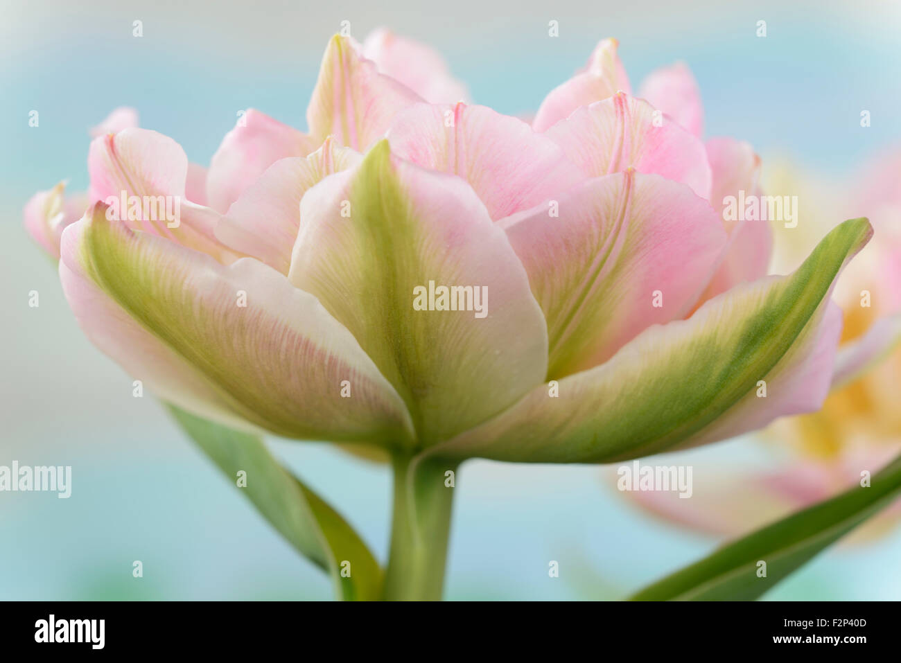 Tulipa 'Peach Blossom' Tulip Doppel Anfang Gruppe März Stockfoto