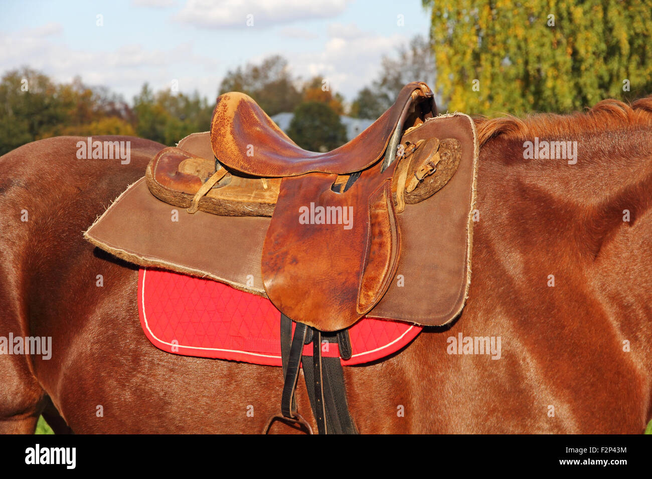 Sattel auf einem braunen Pferd genommen Closeup zu befreien. Stockfoto