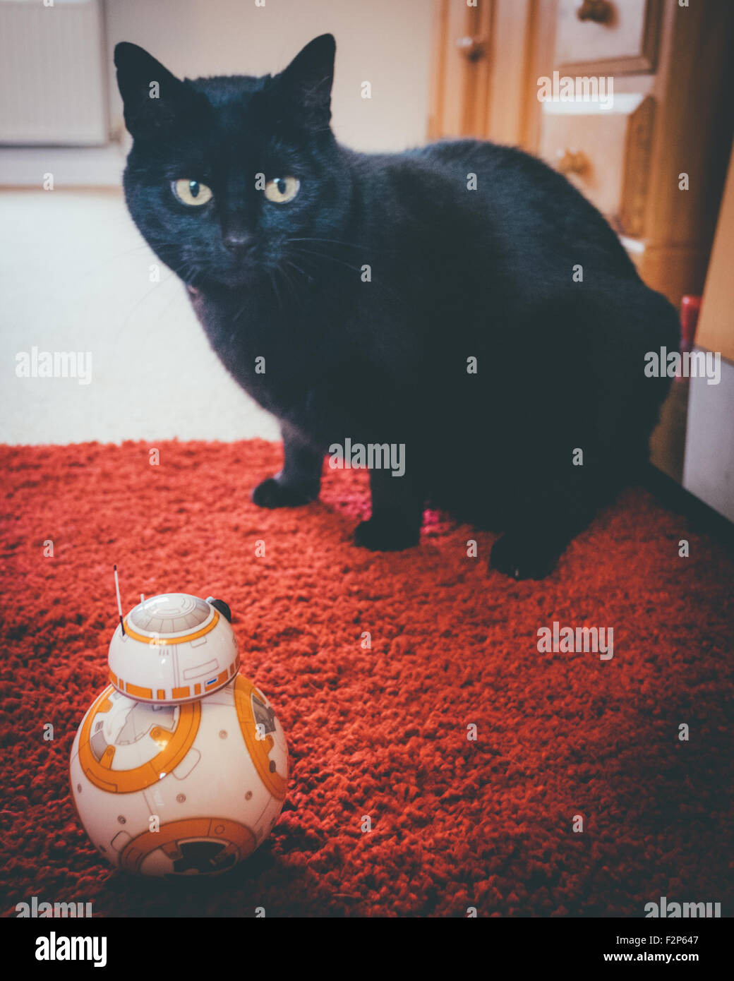 Star Wars BB8 Droid Begegnung mit einer Katze Stockfoto