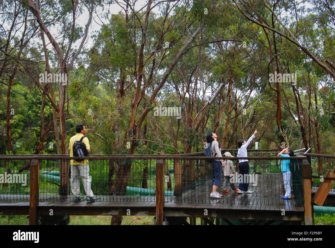 Touristen gehen auf Promenade des australischen Feuchtgebiet Wald. Stockfoto