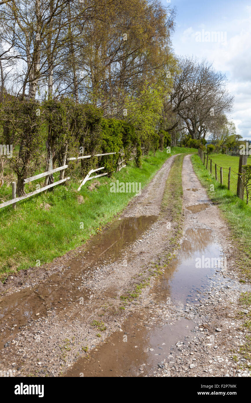 Nasses Wetter. Farm Track mit Pfützen nach Regen, Derbyshire, England, Großbritannien Stockfoto