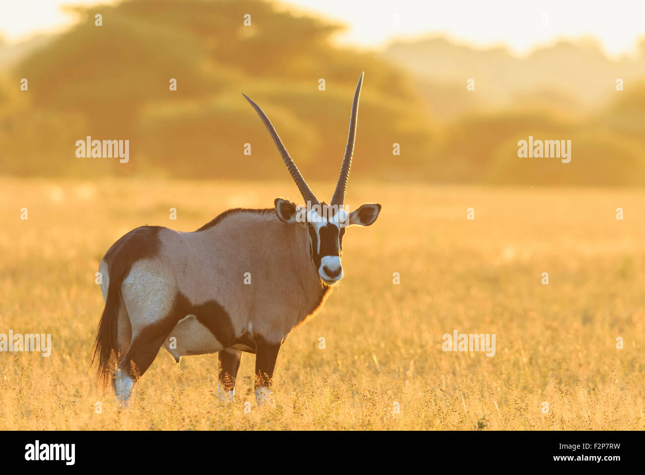 Botswana, Central Kalahari Game Reserve, Kalahari Gemsbok bei Gegenlicht Stockfoto