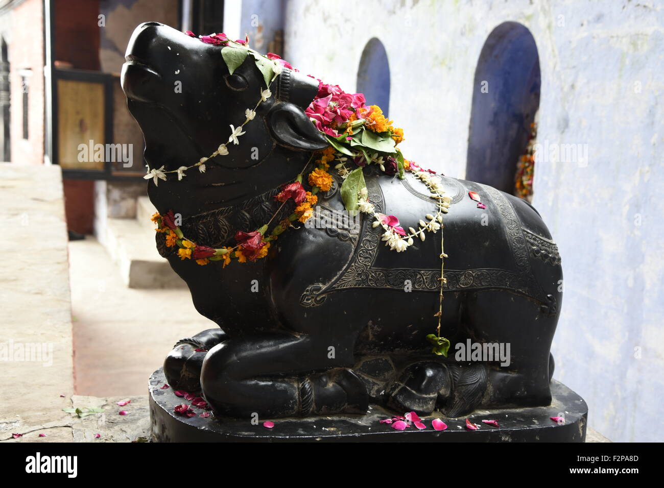 Shiva oder hinduistische Heilige Nandi volle Seite Gesicht schwarz mit Blume Varanasi Uttar Pradesh Indien Asien oder der Heilige Stier Stockfoto
