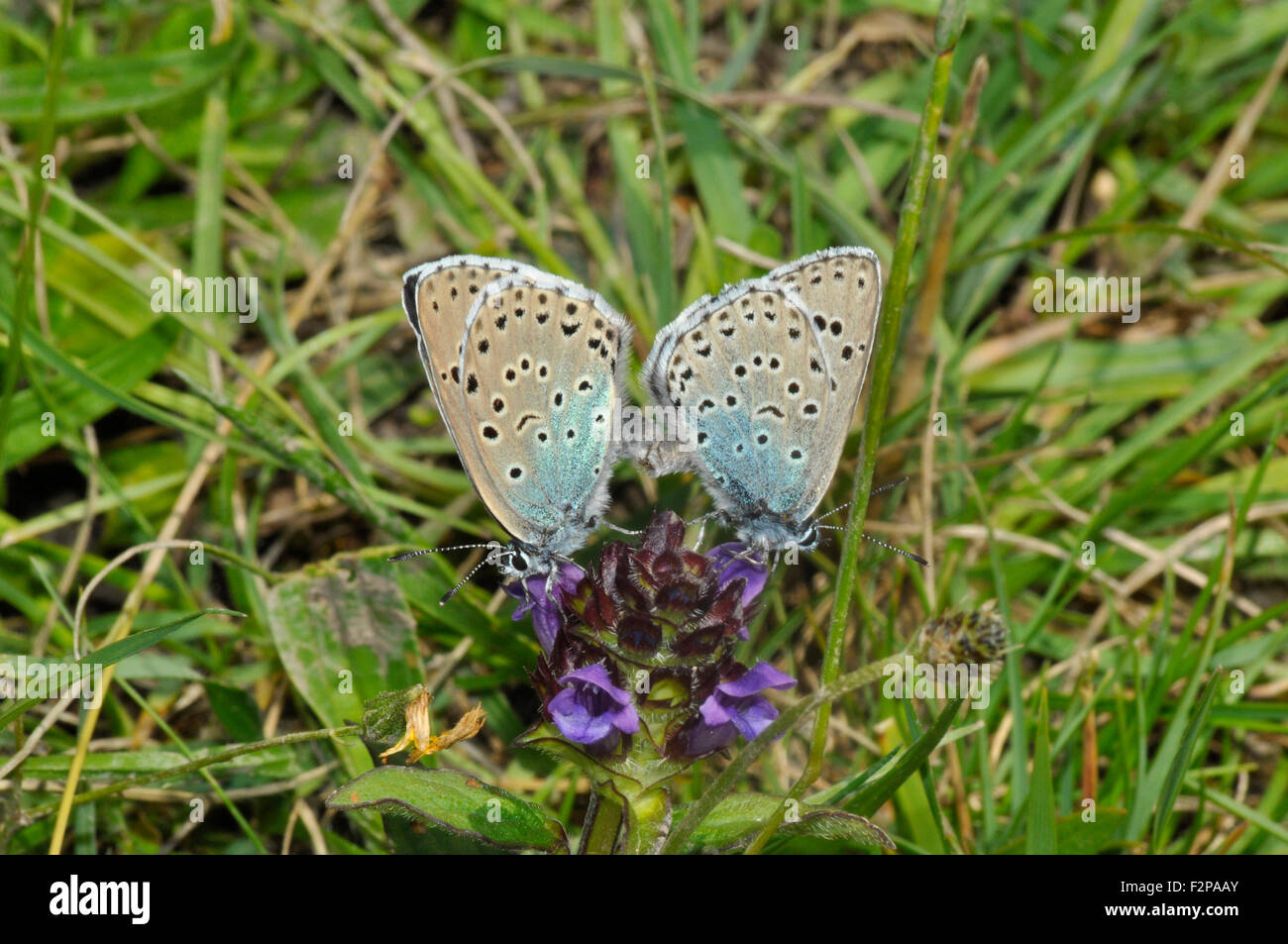 Große Blaue Schmetterlinge Glaucopsyche arion Paaren auf Selfheal Blume an Collard Hill in Somerset UK Stockfoto