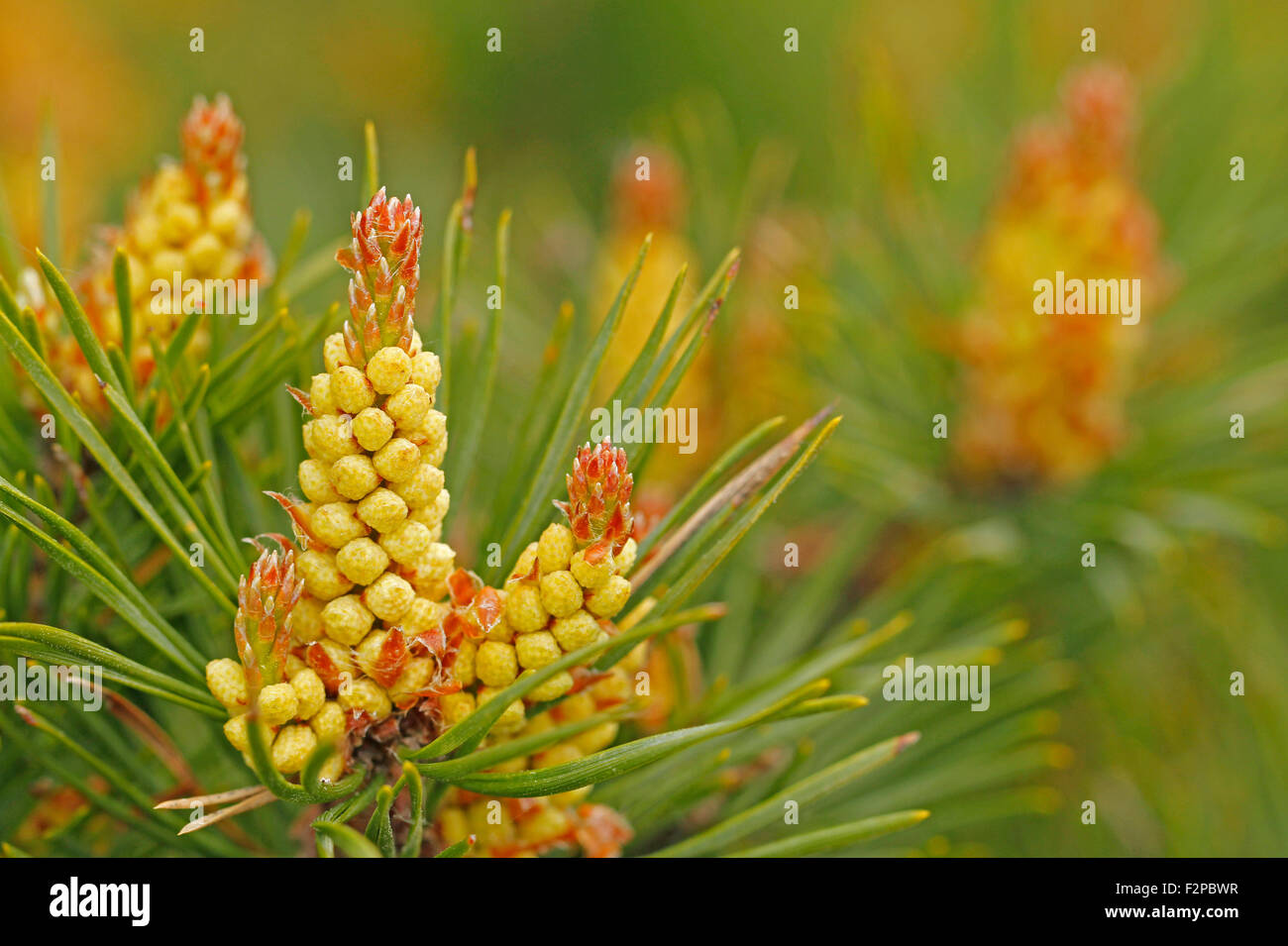 Kiefer, Pinus Sylvestris, männlicher Blütenstand in Finnland. Stockfoto