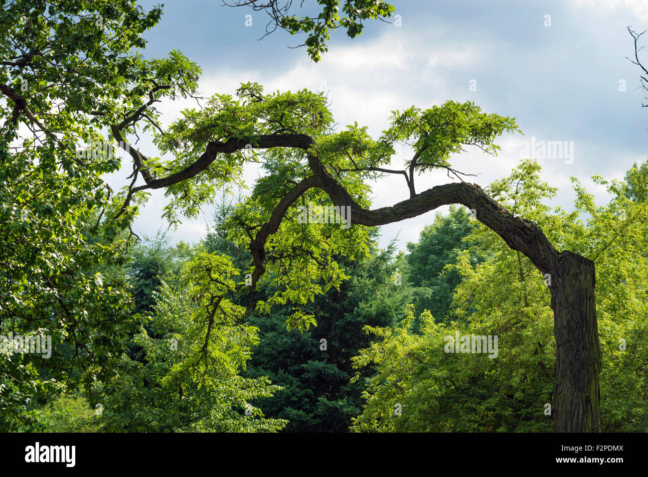 Akazie mit gebogenen Stamm im grünen Sommerpark Stockfoto