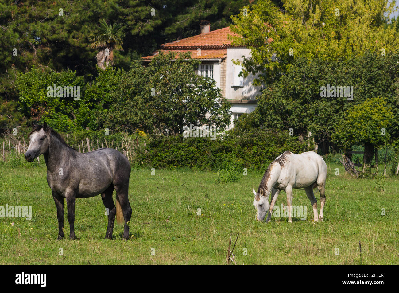 Weiß und braun-Camargue-Pferd stehend in die Sümpfe Natur behalten sich im Parc Regional de Camargue - Provence, Frankreich Stockfoto