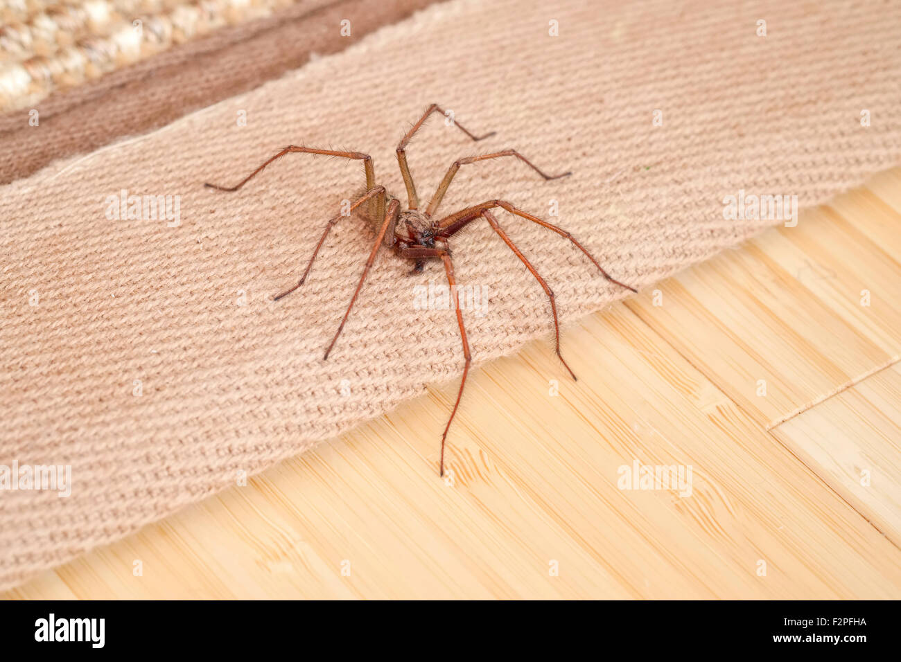 Haus Spinne Tegenaria Gigantea auf Rand Teppich Stockfoto
