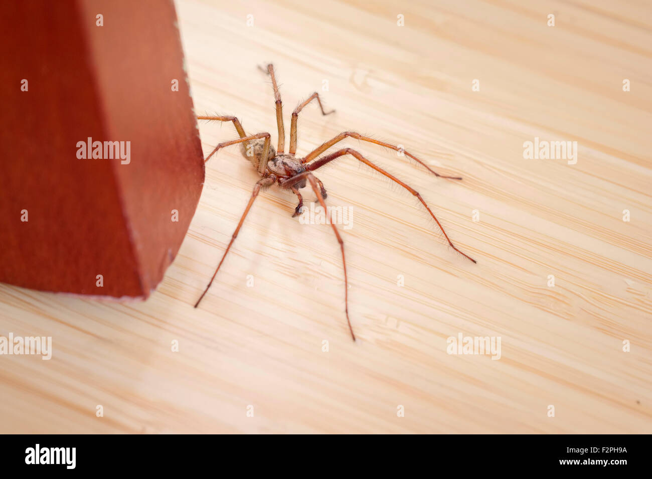 Haus Spinne Tegenaria Gigantea hinter Stuhlbein Stockfoto