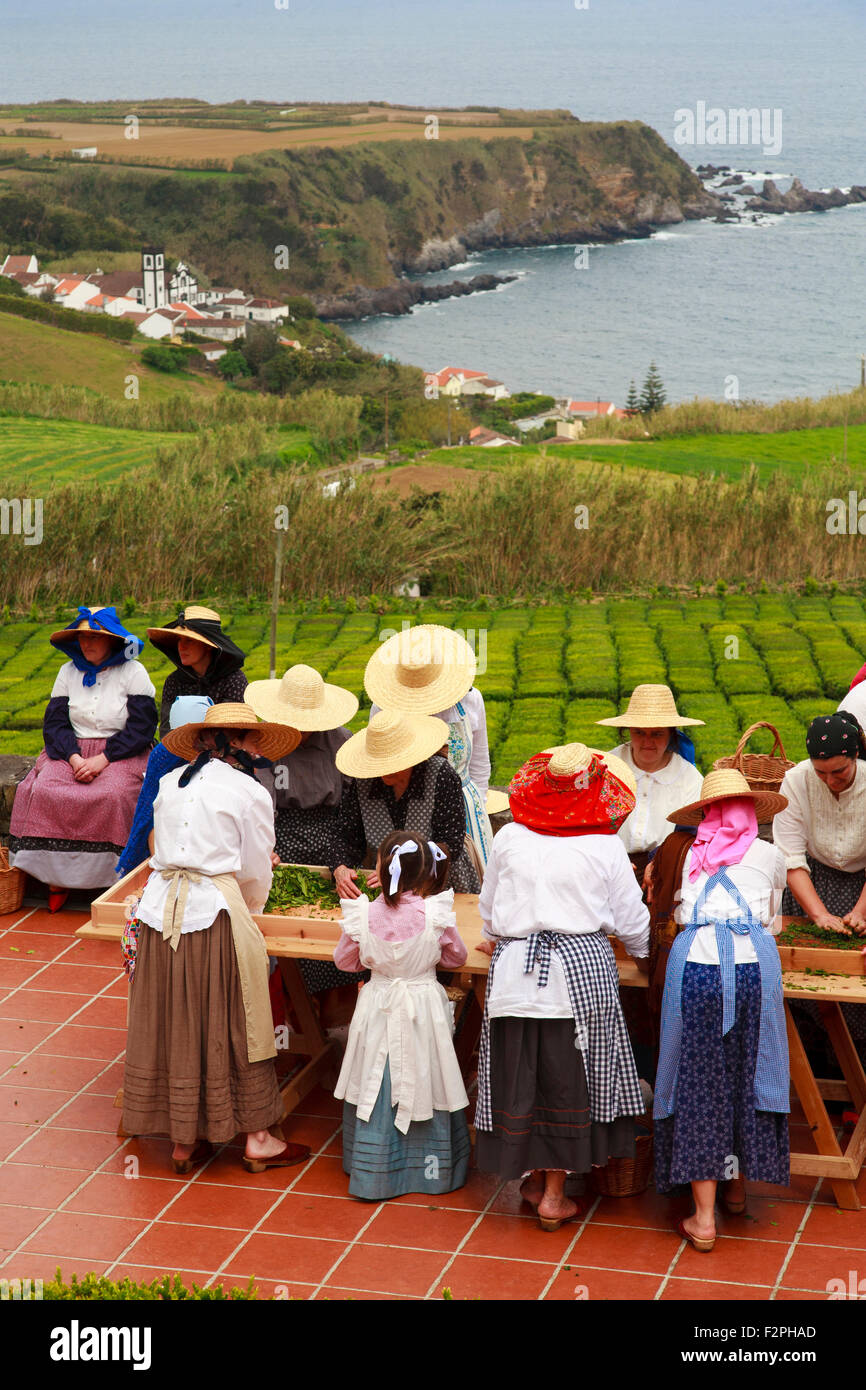 Arbeiter tragen traditionelle Kleidung in Porto Formoso Teegärten. Sao Miguel, Azoren, Portugal. Stockfoto