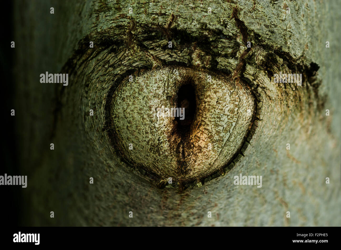 Baum-Auge des europäischem Nussbaum, Nahaufnahme Stockfoto