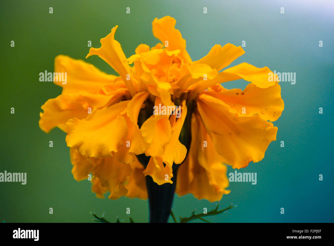 Ringelblume im Sonnenlicht Stockfoto