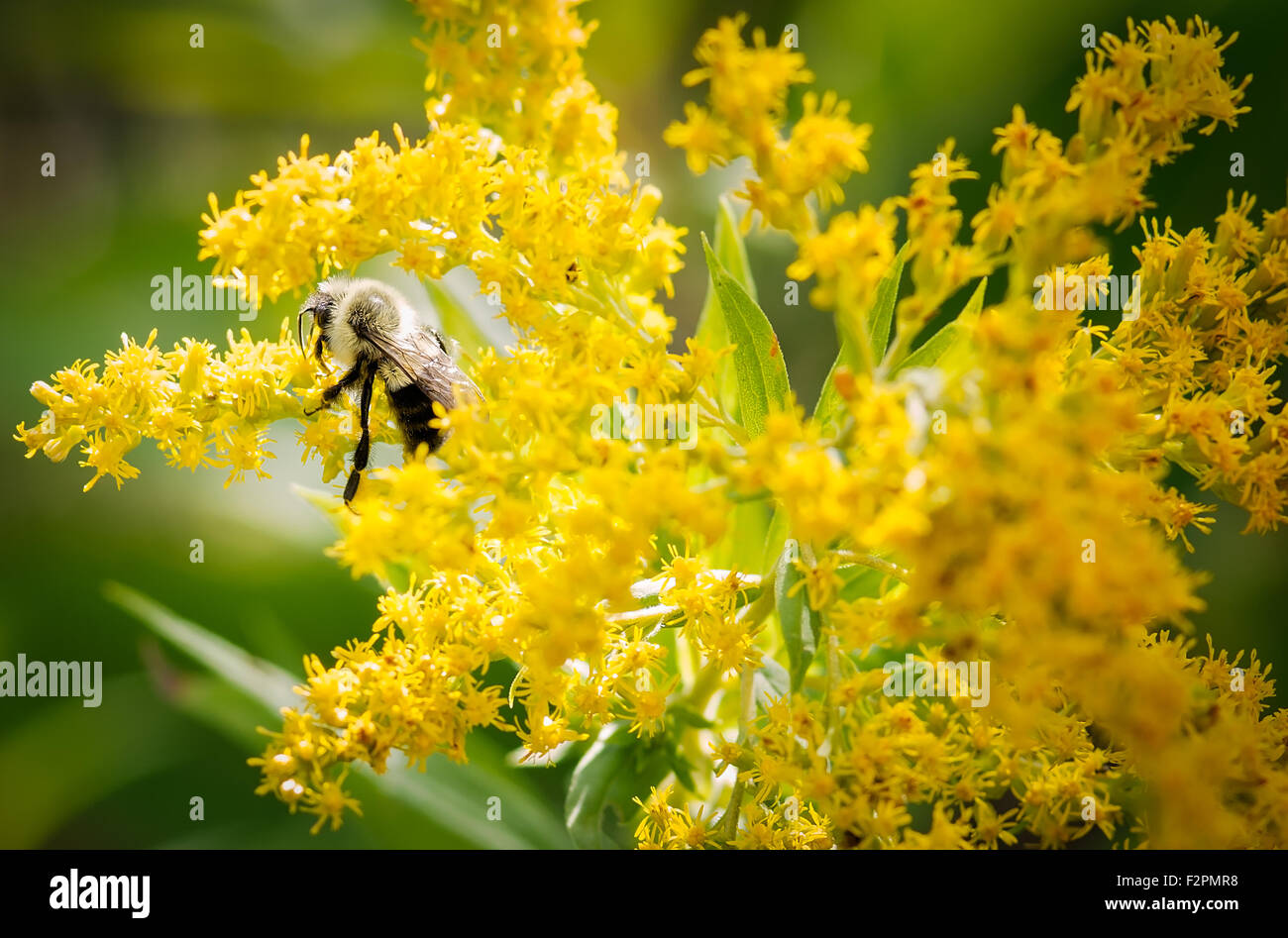 Eine Biene arbeiten. Stockfoto