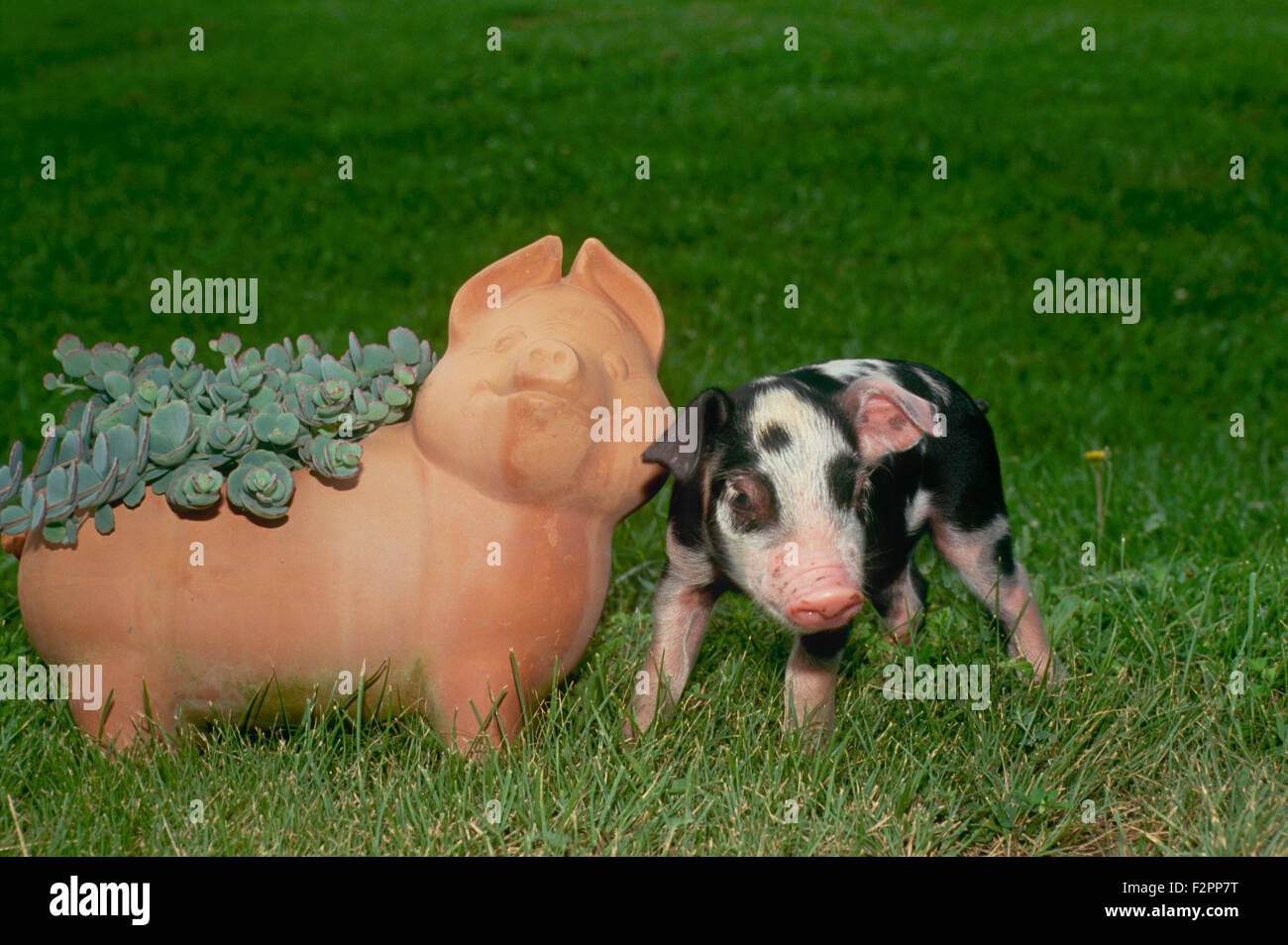 Schwarz / weiß gefleckte Ferkel trifft Keramik-Keramik Schwein in den Rasen, Missouri, USA Stockfoto