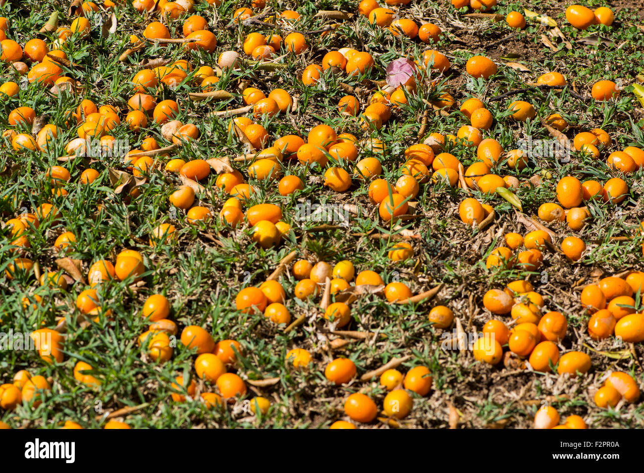 Gefallenen Früchte von einem Baum kumquat Stockfoto