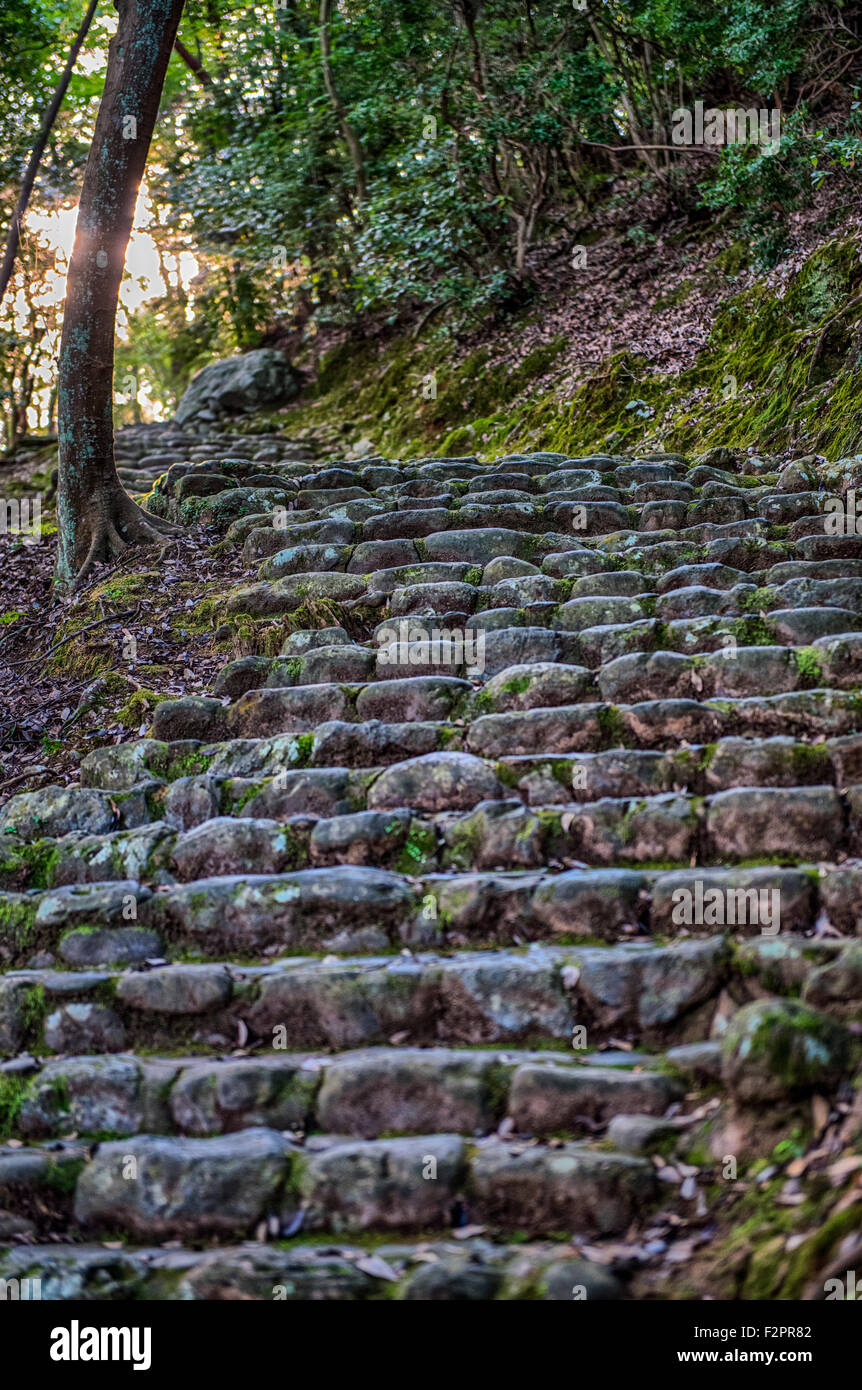 Moos bedeckt Stein Stufen hinauf durch Wald an einem steilen Hang in Richtung der untergehenden Sonne Stockfoto