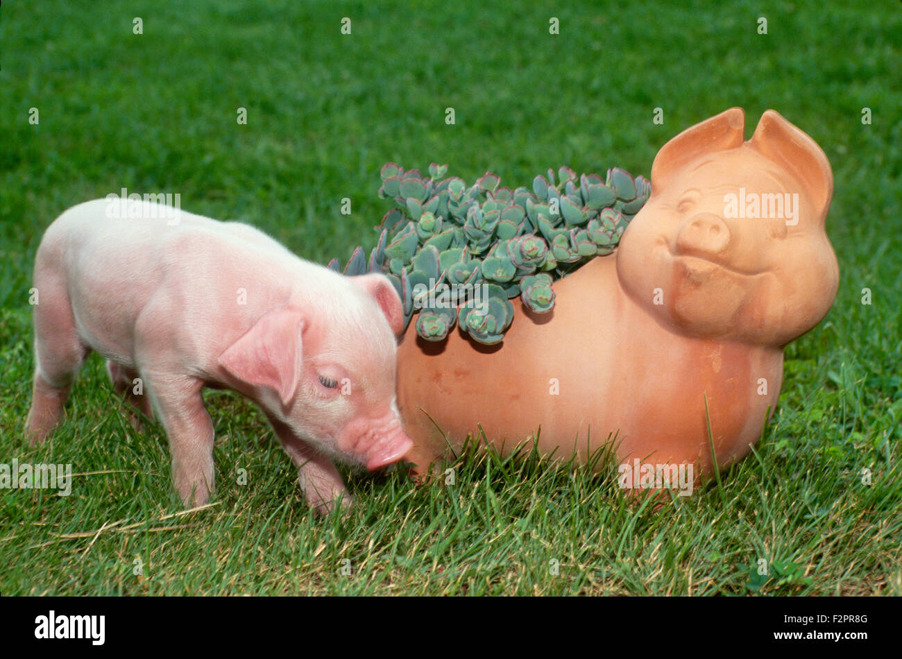 Weiße Ferkel trifft Keramik-Keramik-Ferkel auf der Wiese in Missouri Stockfoto