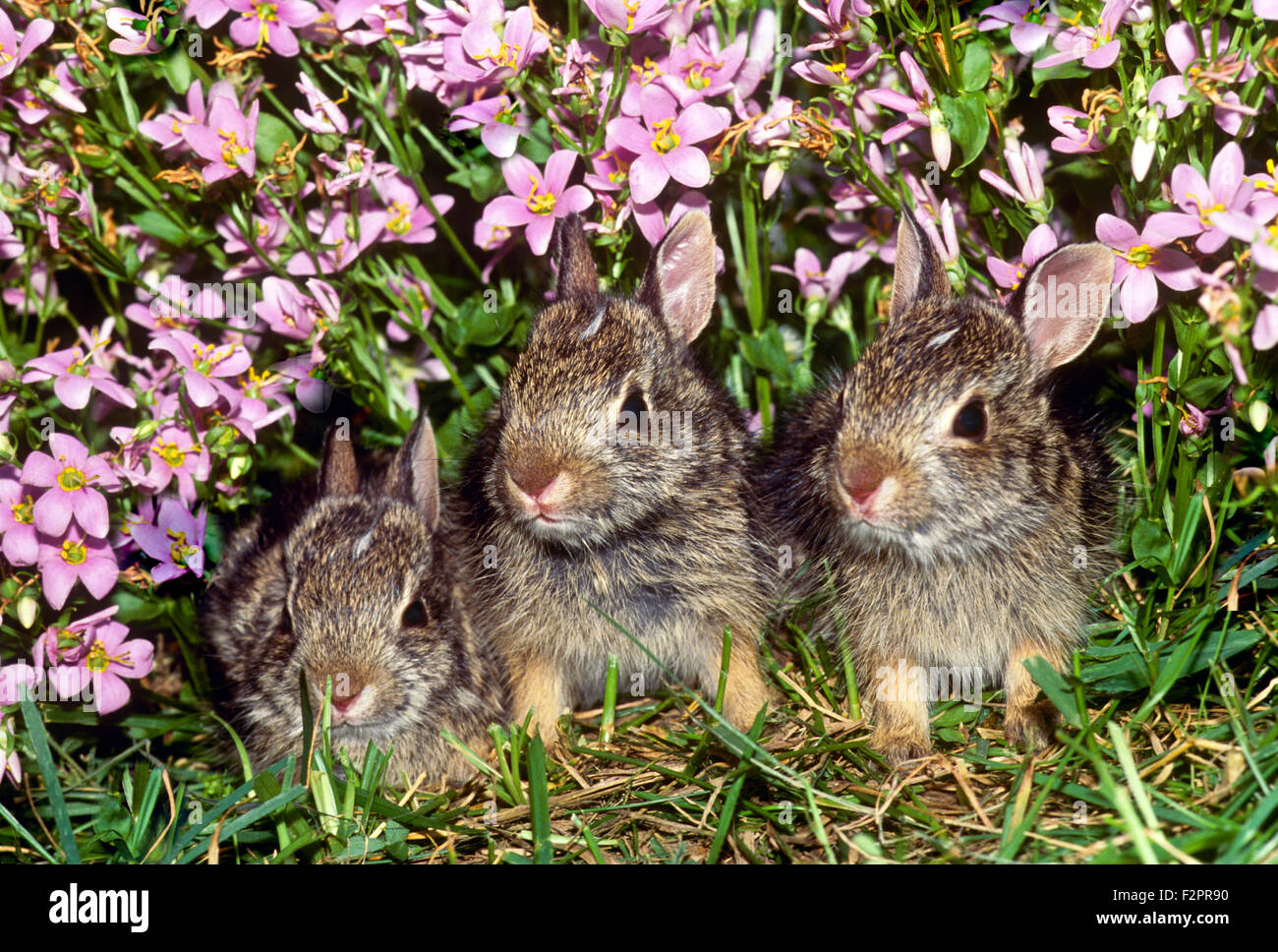 Drei Baby Baumwollschwanzkaninchen Sylvilagus Floridanus, verstecken sich in rosa Dianthus Blumen an der Grenze des Rasens, Missouri USA Stockfoto