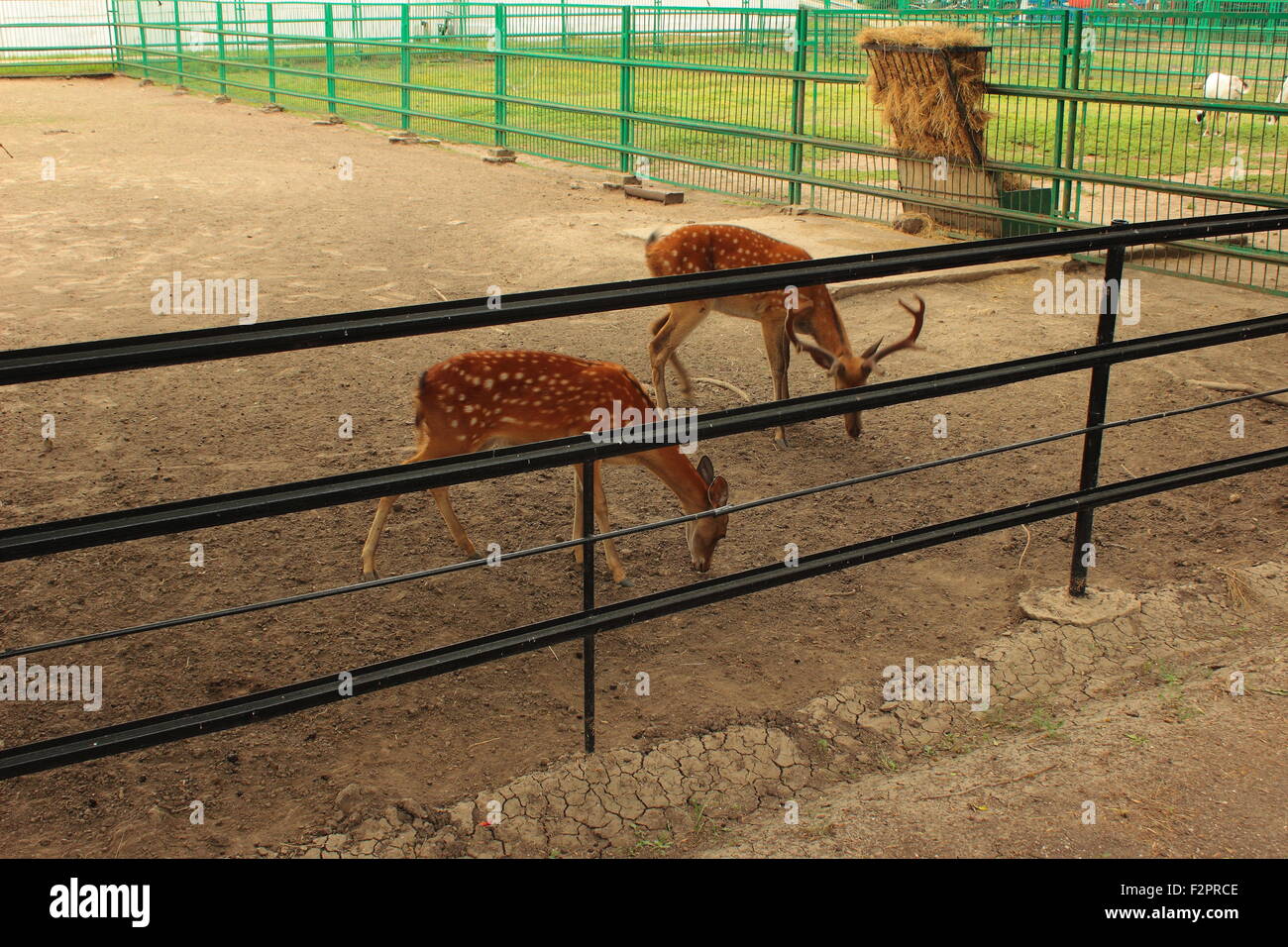 Im Freien auf dem Boden gibt es zwei gefleckte Rehe Stockfoto