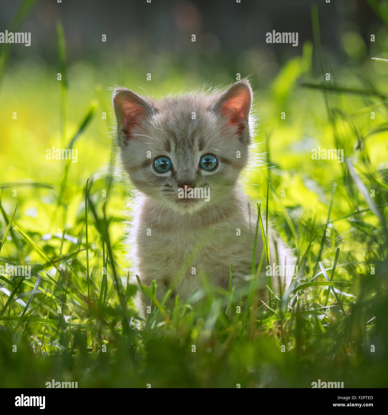 Kätzchen auf dem Rasen hautnah Stockfoto