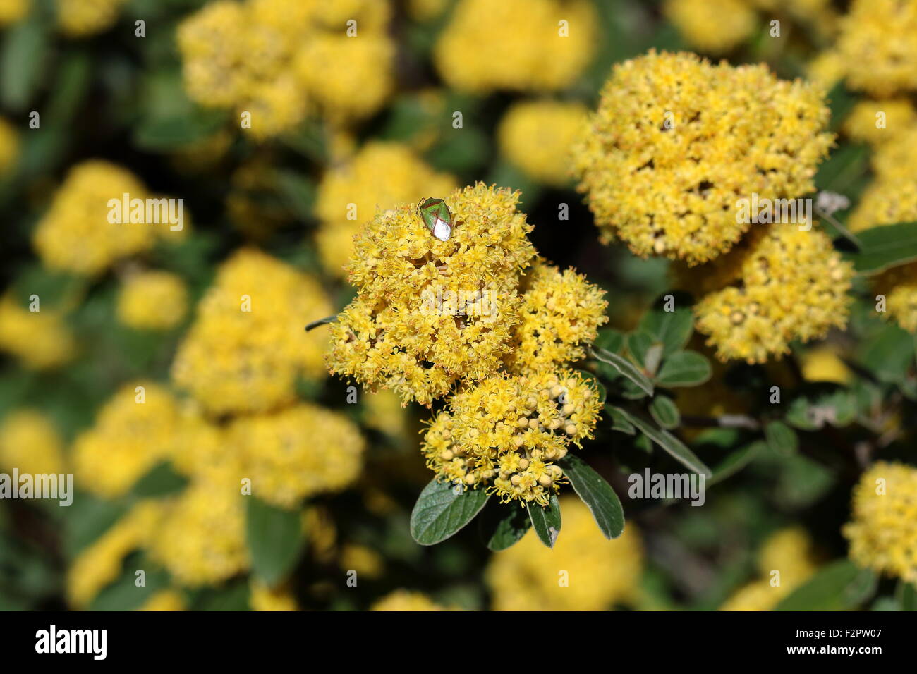 Nahaufnahme eines australischen einheimischen Pflanzen genannt Pomaderris aurea Stockfoto