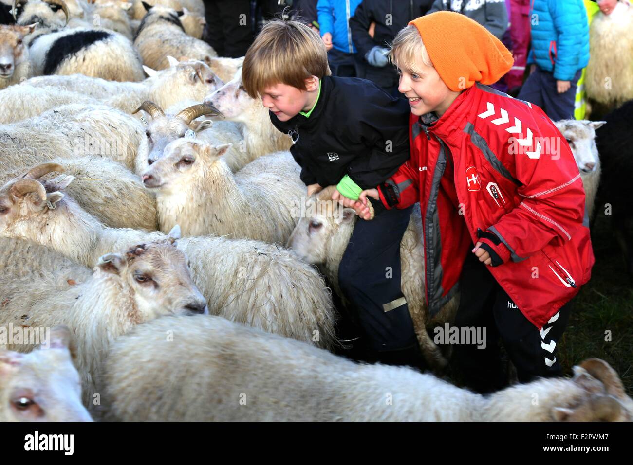 Reykjavik, Island. 21. Sep, 2015. Kinder nehmen an einem Schaf Aufrundung Event in Ulfljotsvatn, ca. 45km östlich von Computerschach, Island, 21. September 2015 Teil. Isländische Bauern umarmen ihre Ernte von Schafen auf einzigartige Weise seit Mitte September durch Aufrundung Schafe und aus der Natur, wo die Tiere frei einen ganzen Sommer lang wanderte, wieder nach Hause zu bringen. © Huang Xiaonan/Xinhua/Alamy Live-Nachrichten Stockfoto