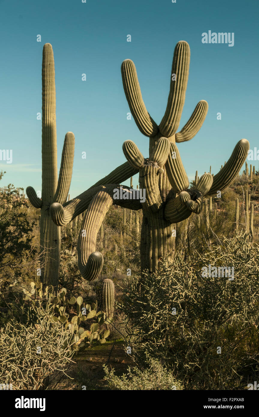 Einen gigantischen Saguaro Kaktus mit vielen Armen, Namensgeber des Saguaro National Park, in der Nähe von Tucson, Arizona. Stockfoto