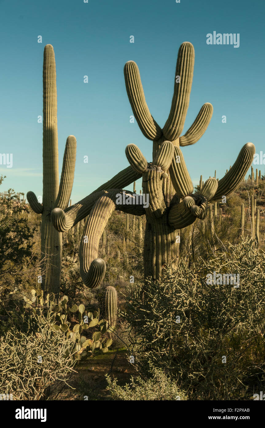 Einen gigantischen Saguaro Kaktus mit vielen Armen, Namensgeber des Saguaro  National Park, in der Nhe von Tucson, Arizona Stockfotografie - Alamy