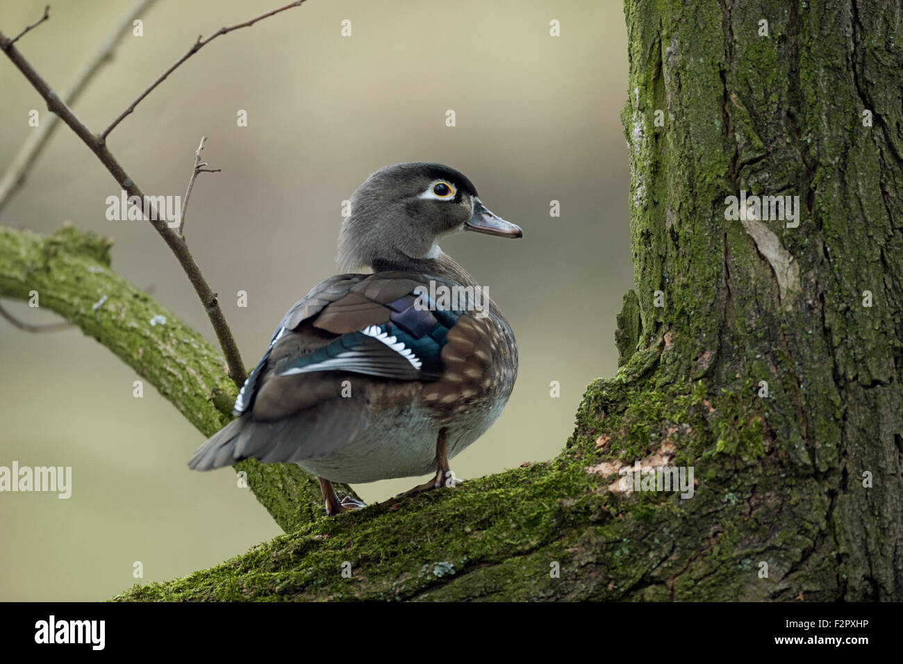 Holz-Ente / duck Carolina / Brautente (Aix Sponsa) sitzt in einem Baum herum beobachten. Stockfoto