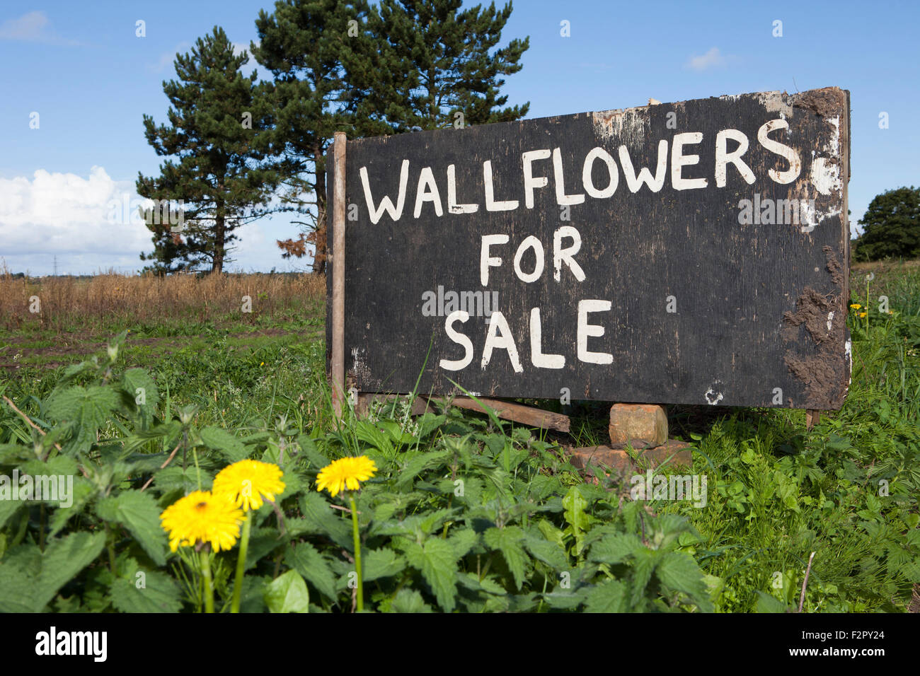 Am Straßenrand Zeichen für den Verkauf von landwirtschaftlichen Produkten in das Dorf Burscough, Lancashire, UK Stockfoto