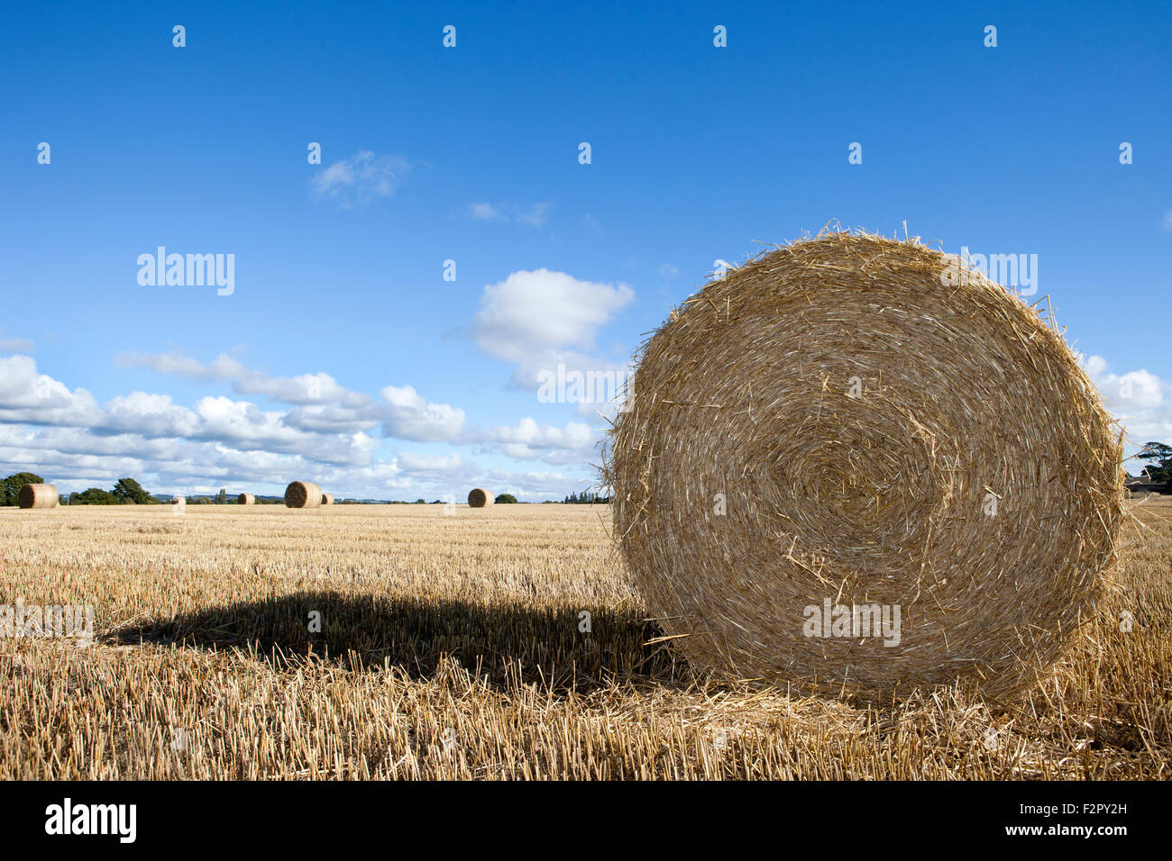 Bauernhof-Landschaft in der Nähe des Dorfes Burscough, Lancashire, UK Stockfoto