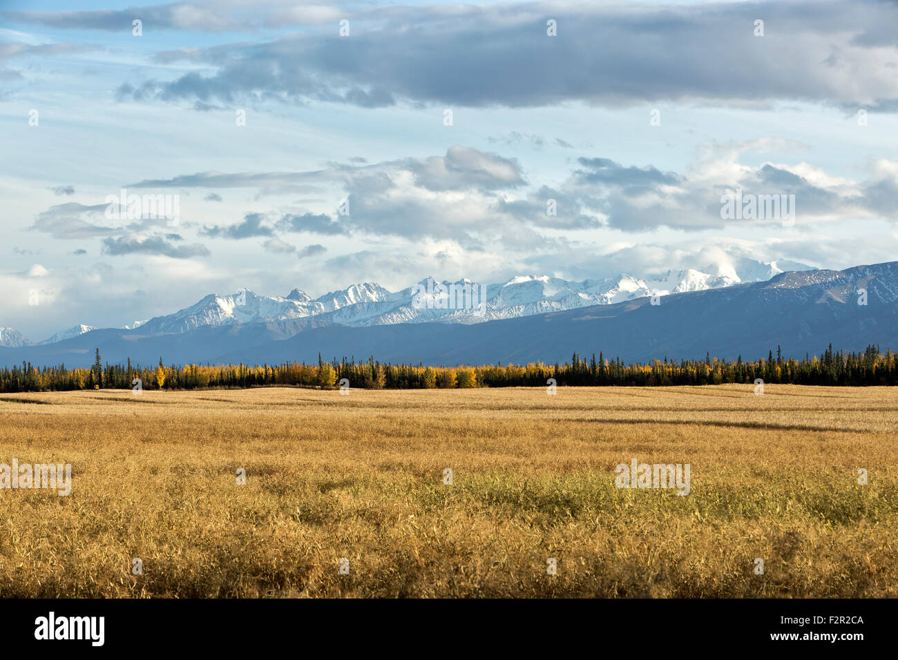 Reifende Nette gelb Futtererbsen, Alaska Range Stockfoto
