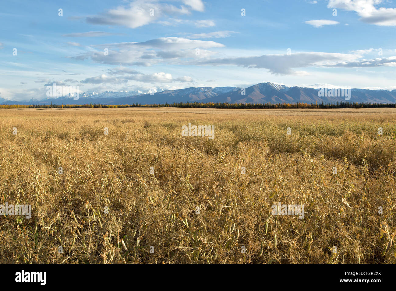 Reife Nette gelbe Feld Erbsen "Pisum Sativum". Stockfoto