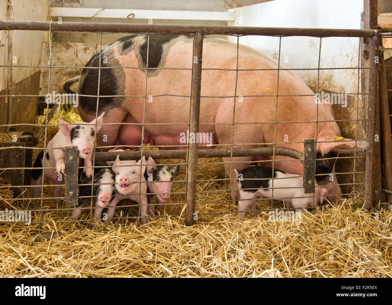 Yorkshire Berkshire X Sau mit jungen Ferkel, Stroh Einstreu. Stockfoto
